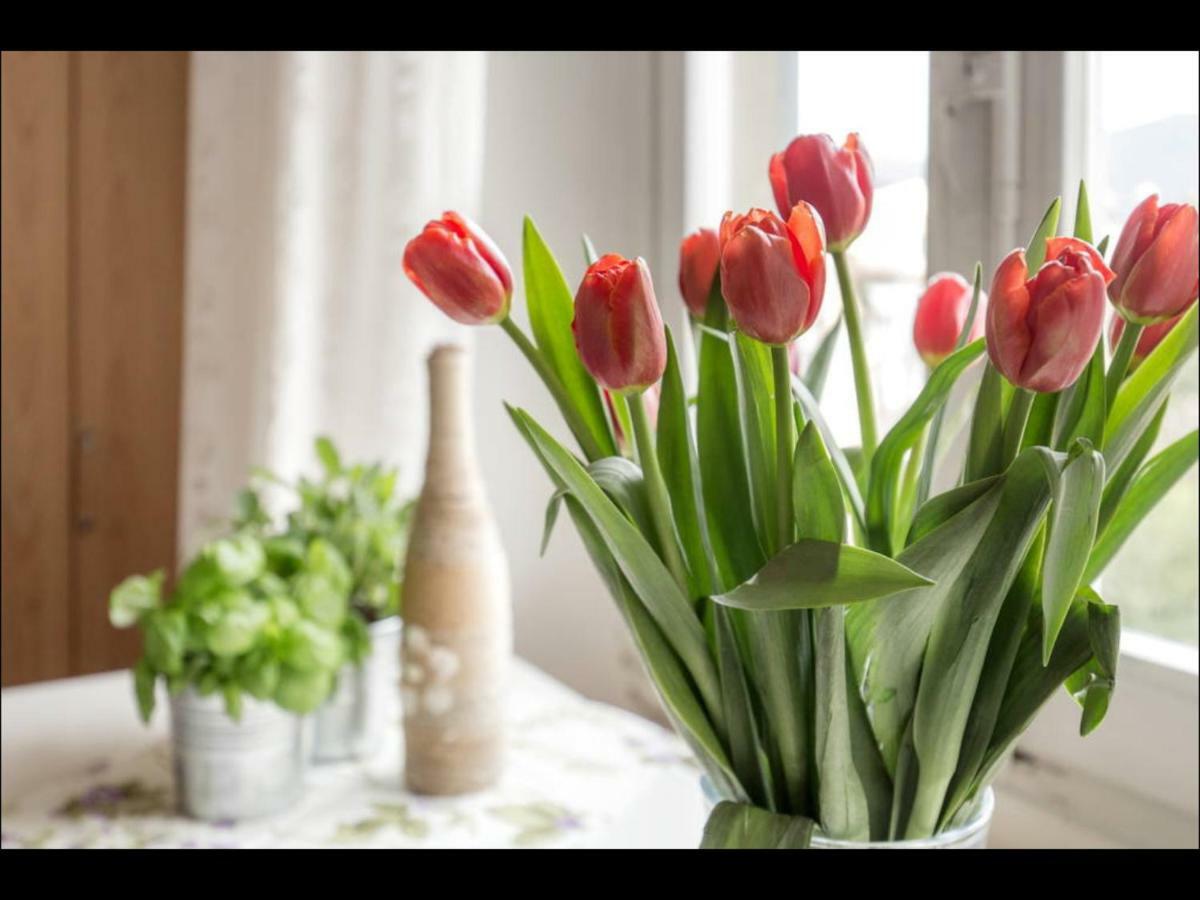 Susy Apartment, Lightly And Quiet With Gardnview *